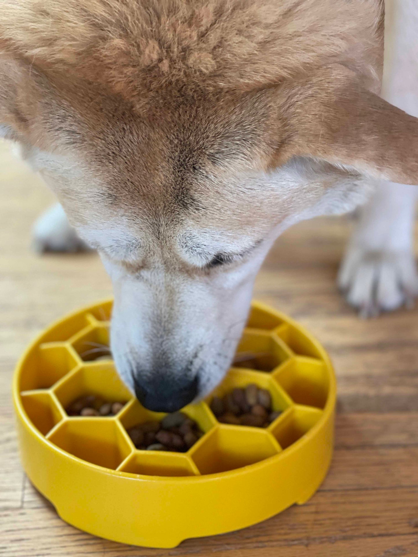 Honeycomb Deep Slow Feeder Dog Bowl