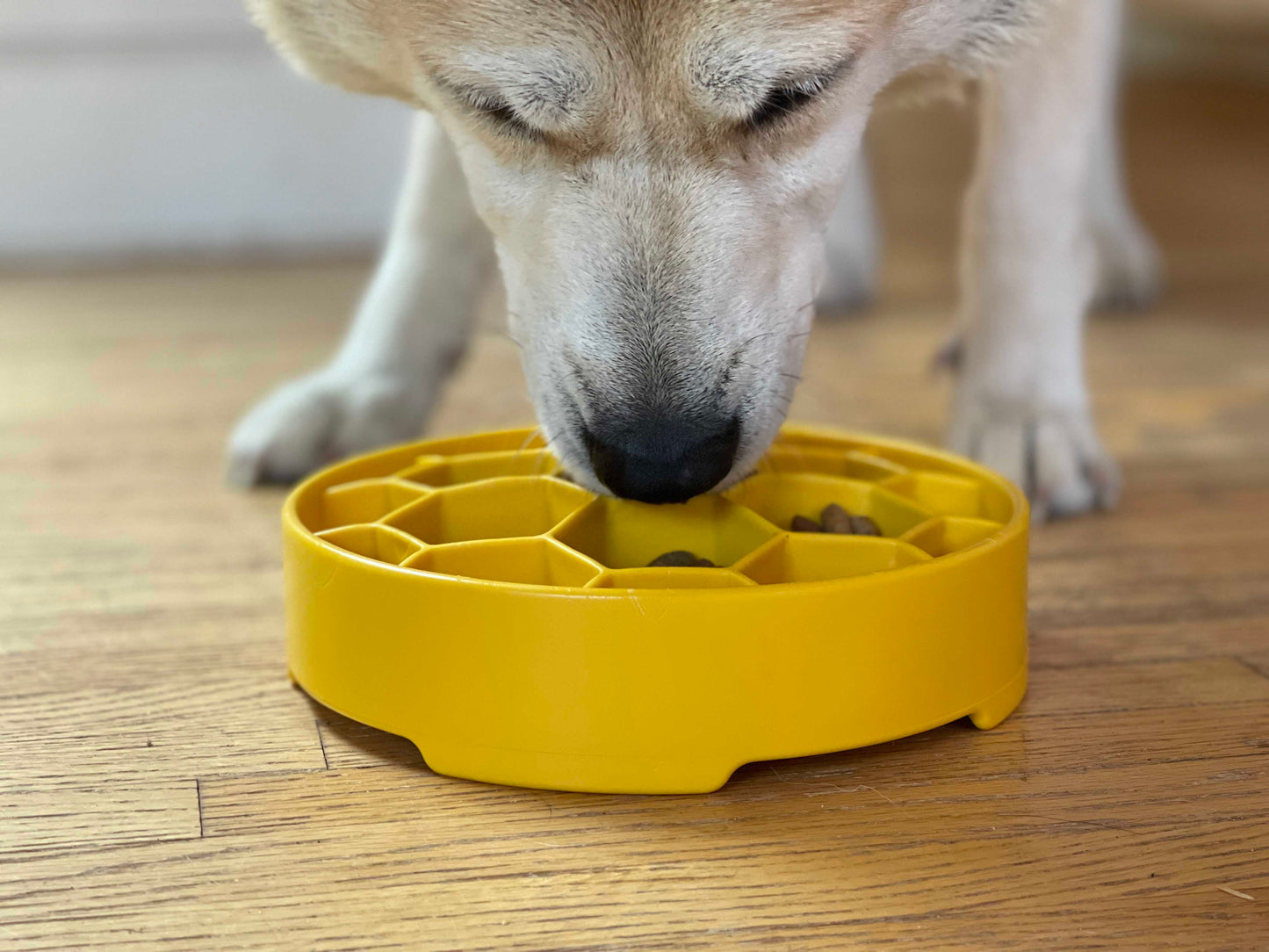 Honeycomb Deep Slow Feeder Dog Bowl