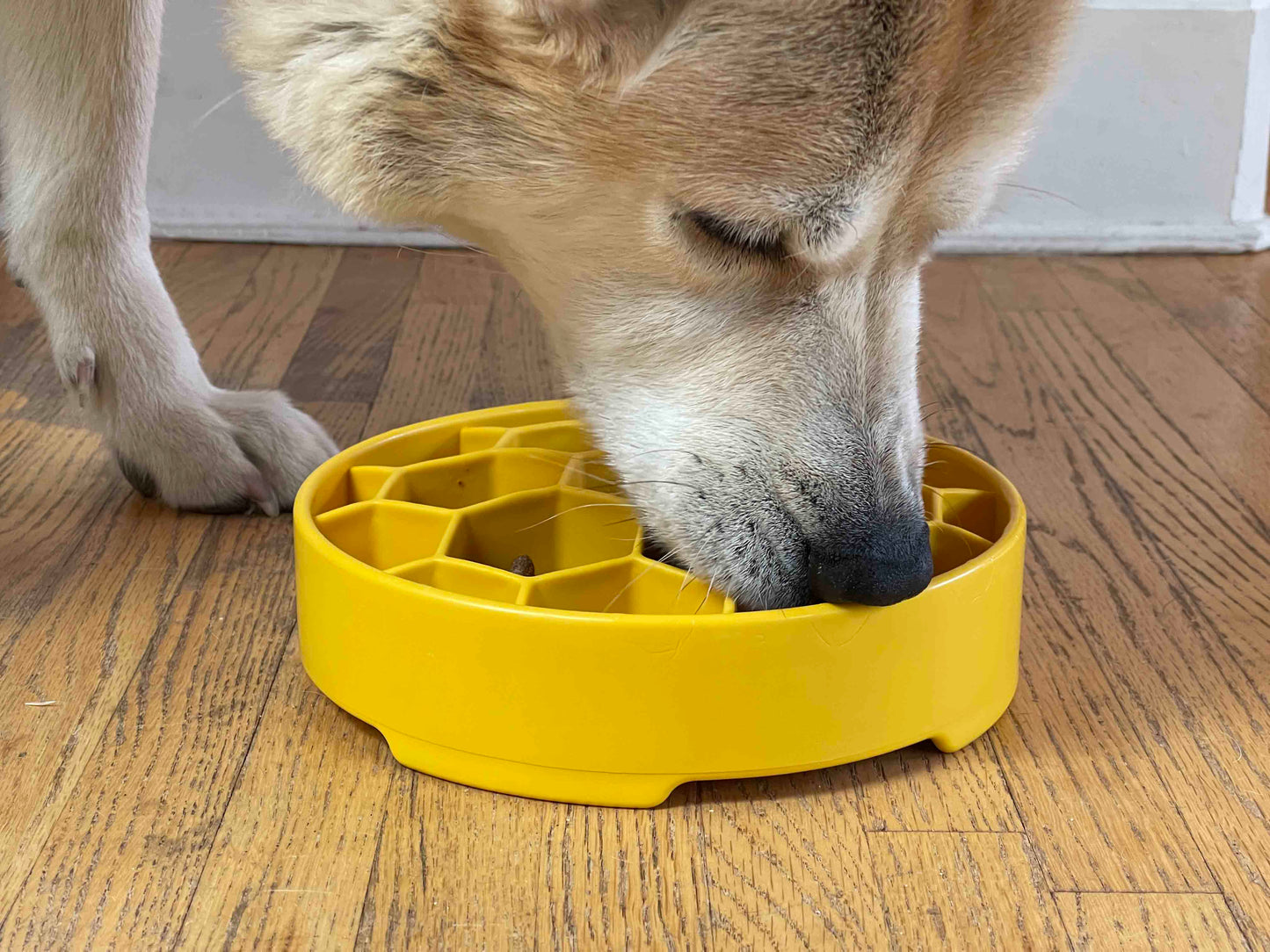 Honeycomb Deep Slow Feeder Dog Bowl
